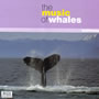 The music of whales